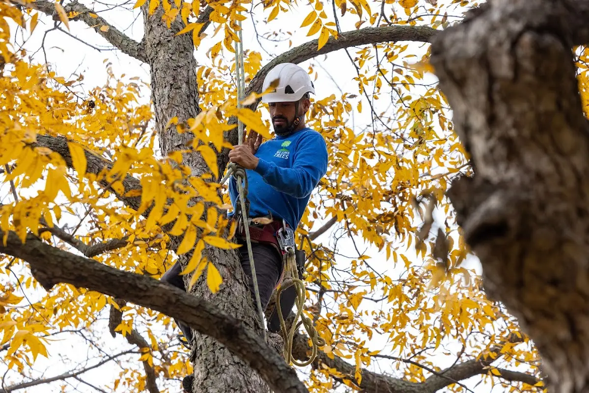 Skilled Tree Transplanting crew working in Woodland