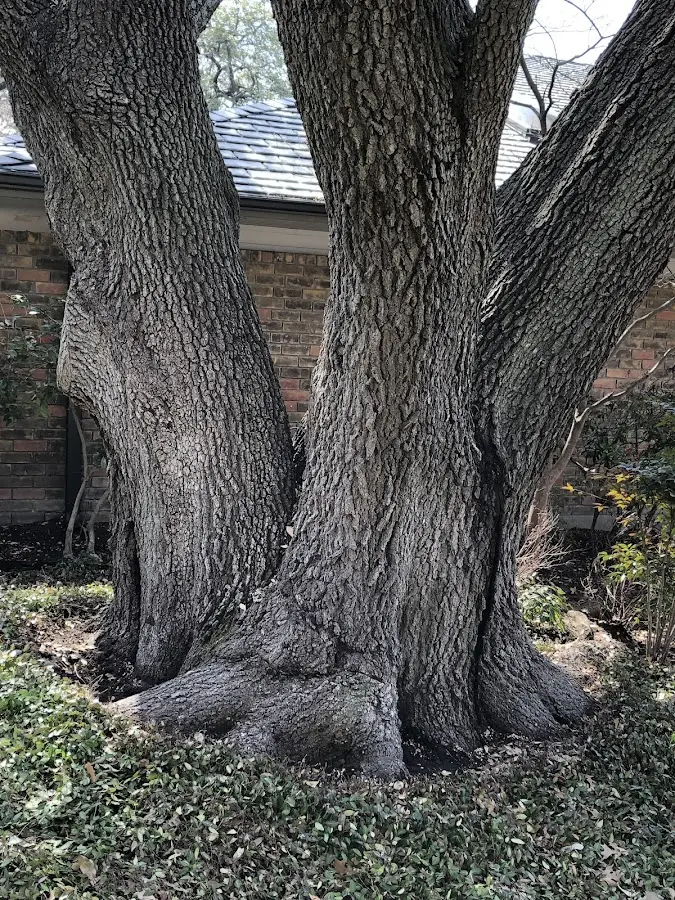 Mature heritage tree close to a Woodland property cared for by certified arborists